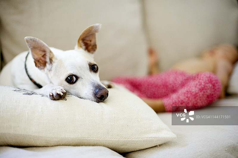 小狗和熟睡的婴儿图片素材