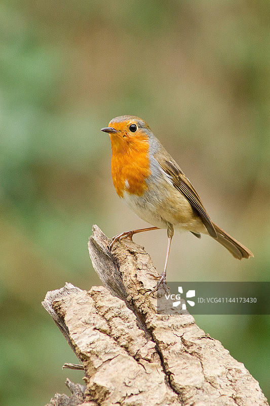 知更鸟图片素材