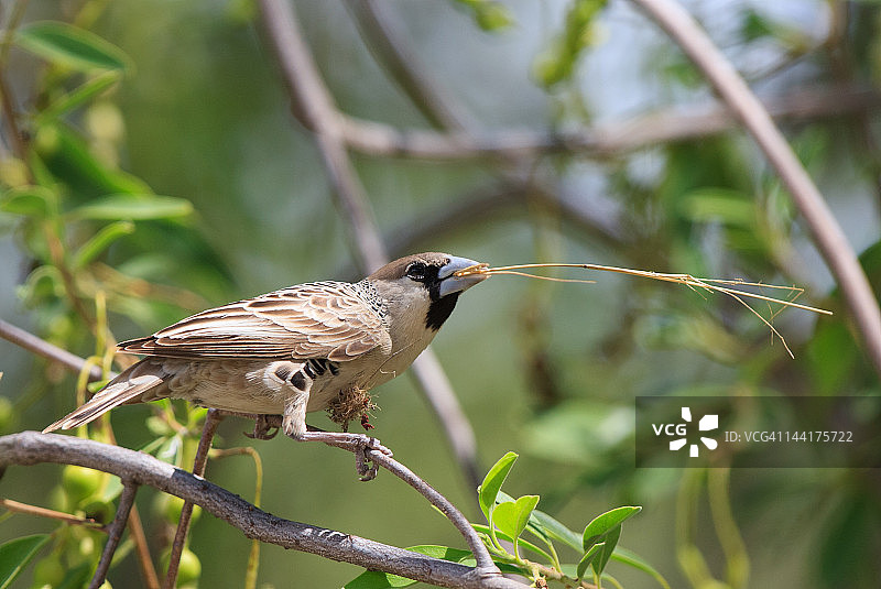 群织雀图片素材