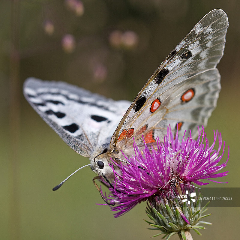 阿波罗绢蝶图片素材