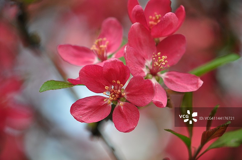 紫色海棠花图片素材