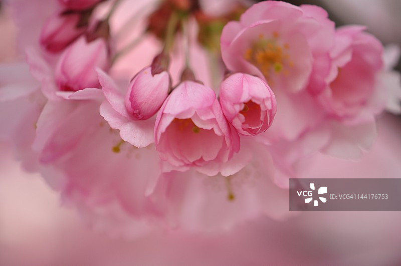 粉红色的樱花图片素材