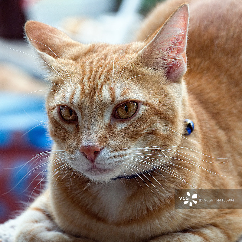 橘色虎斑猫图片素材