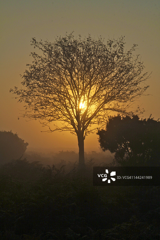 新森林的薄雾日出图片素材