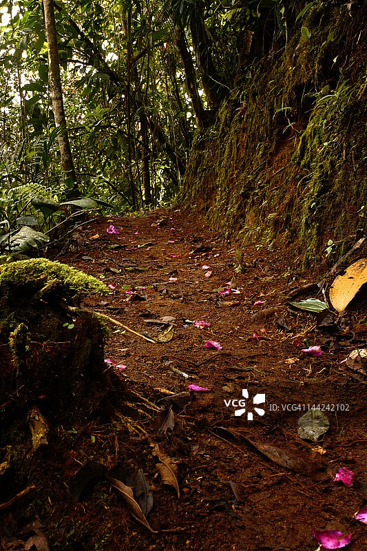 明多森林小径图片素材