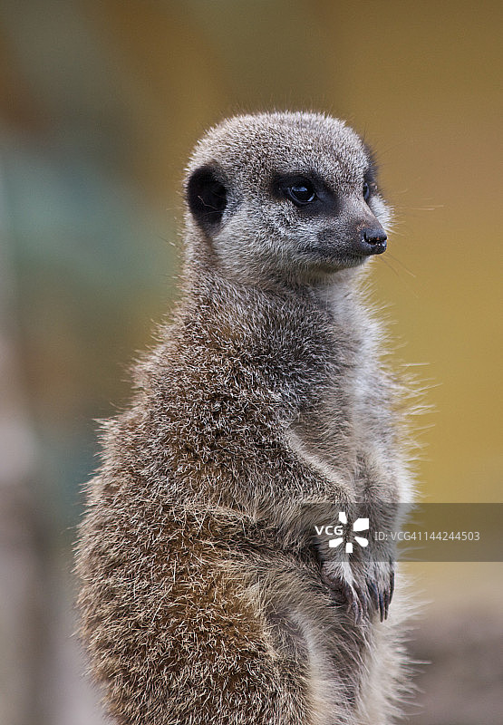 猫鼬瞭望图片素材