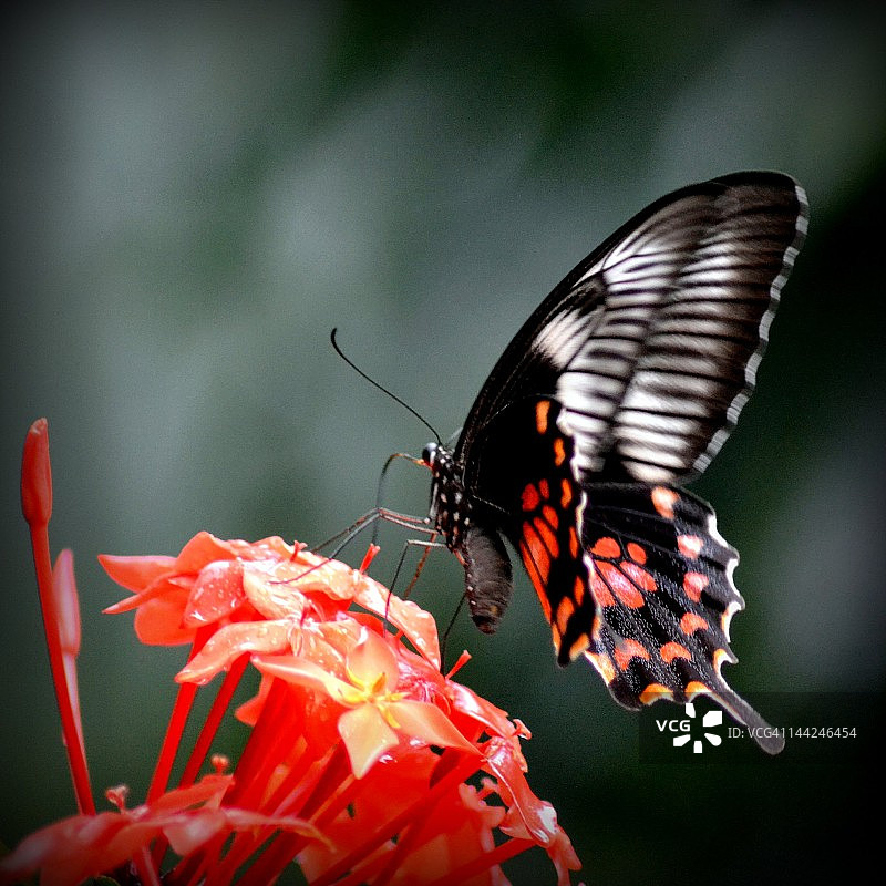 普通美人凤蝶图片素材