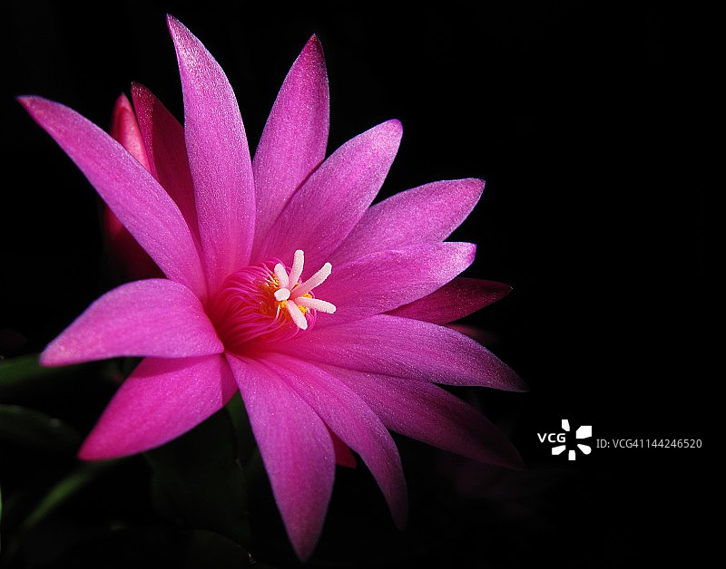 复活节仙人掌图片素材