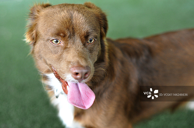 微笑的棕色狗图片素材
