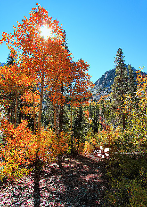 阳光下的白杨树图片素材