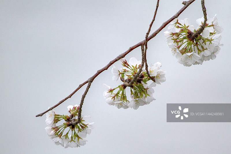 吉野樱花图片素材