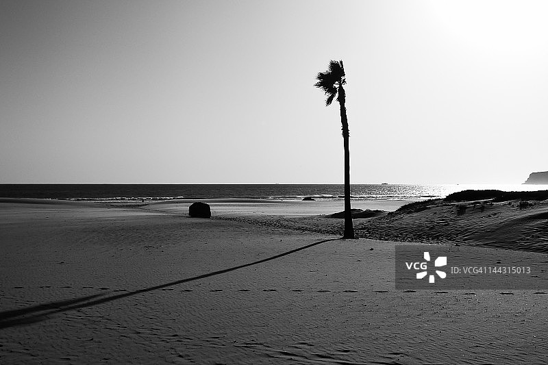 棕榈树的阴影图片素材