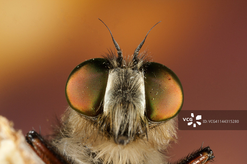 苍蝇特写图片素材
