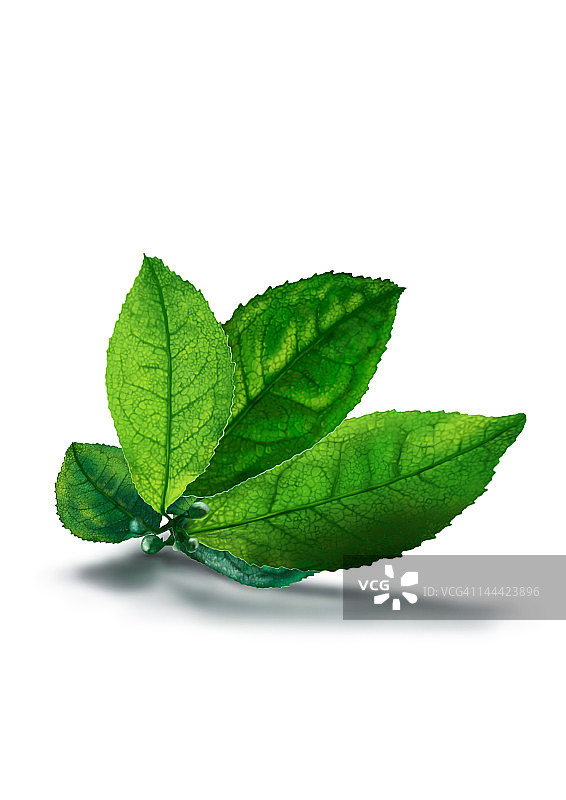 茶叶剪影图片素材