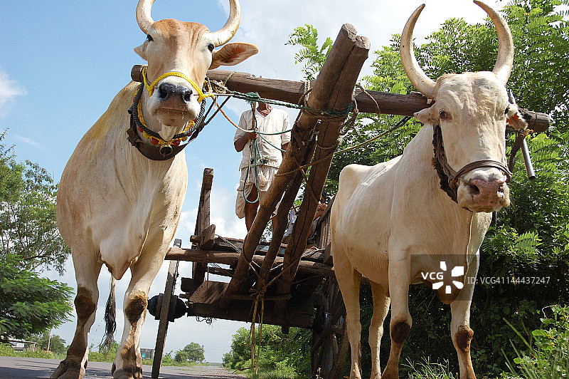 男人乘坐牛车图片素材