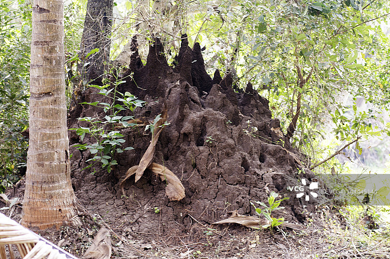 森林中的蛇洞图片素材