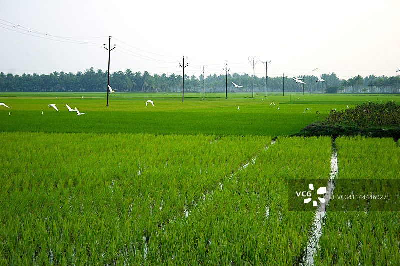 天鹅飞过田野图片素材
