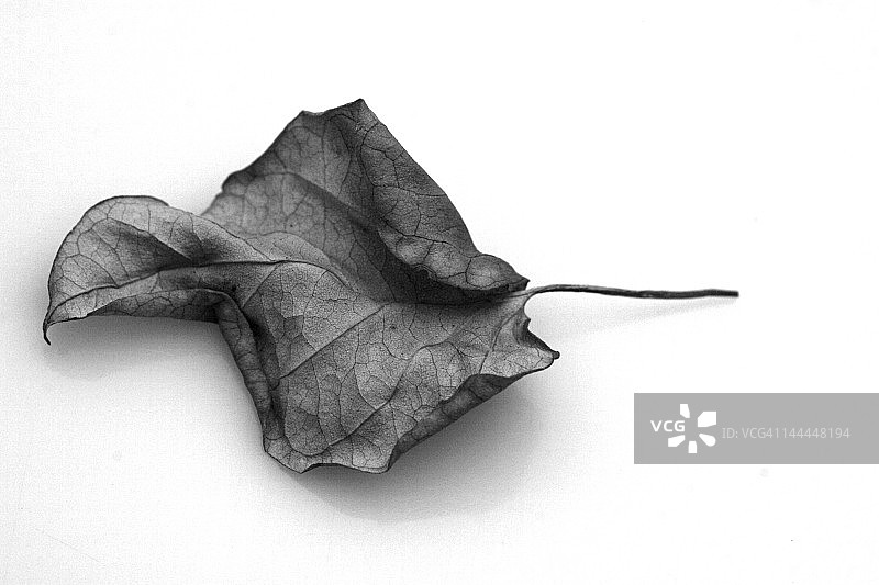 干枯树叶特写图片素材