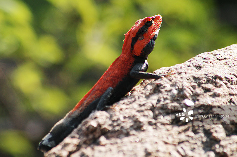 岩石上的变色龙图片素材