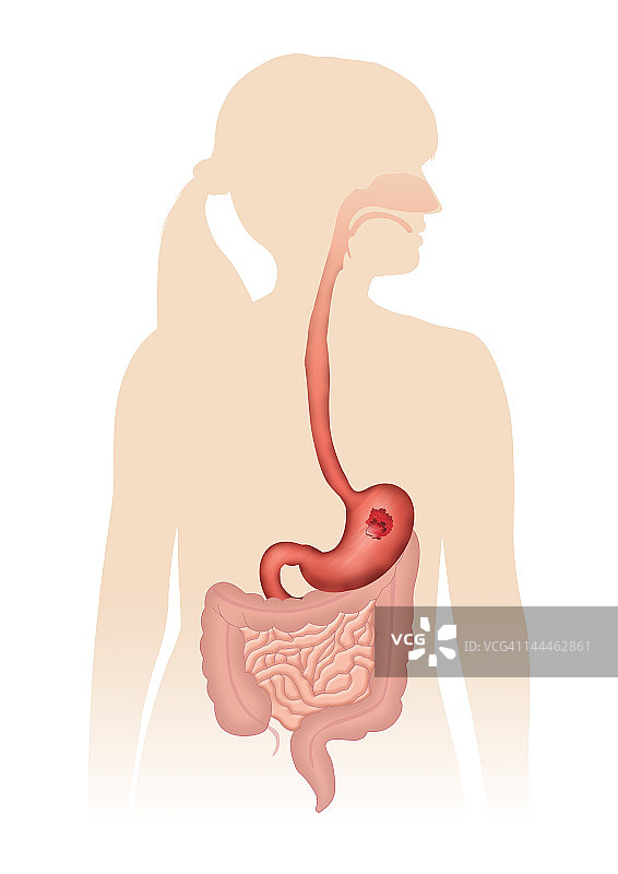 人体解剖插画图片素材