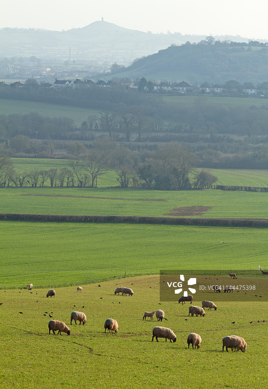 草地上吃草的羊群图片素材