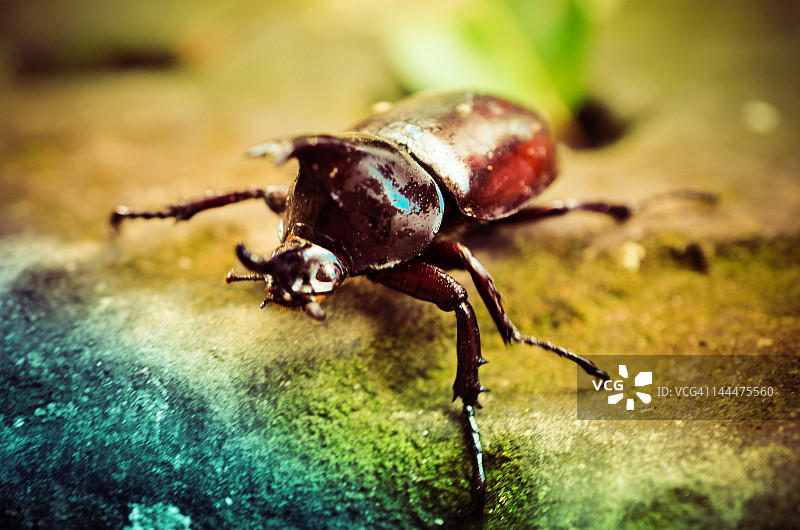 柬埔寨犀金龟图片素材