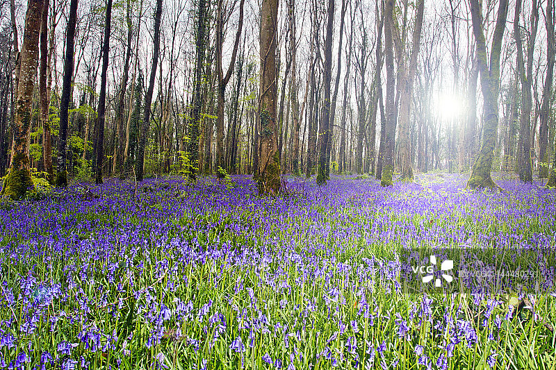 森林风铃草图片素材