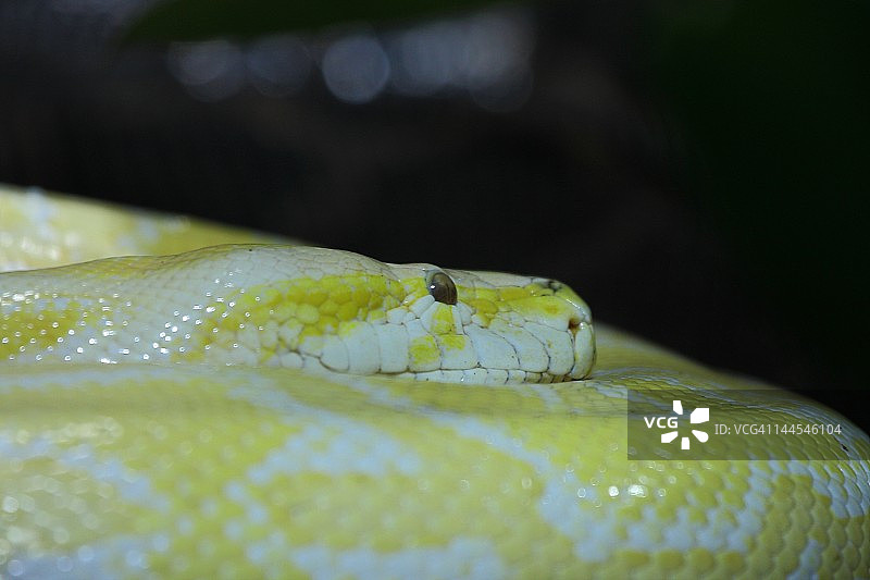 白色虎皮蟒图片素材