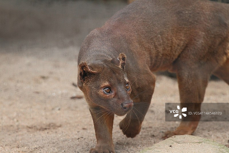 马岛长尾狸猫图片素材