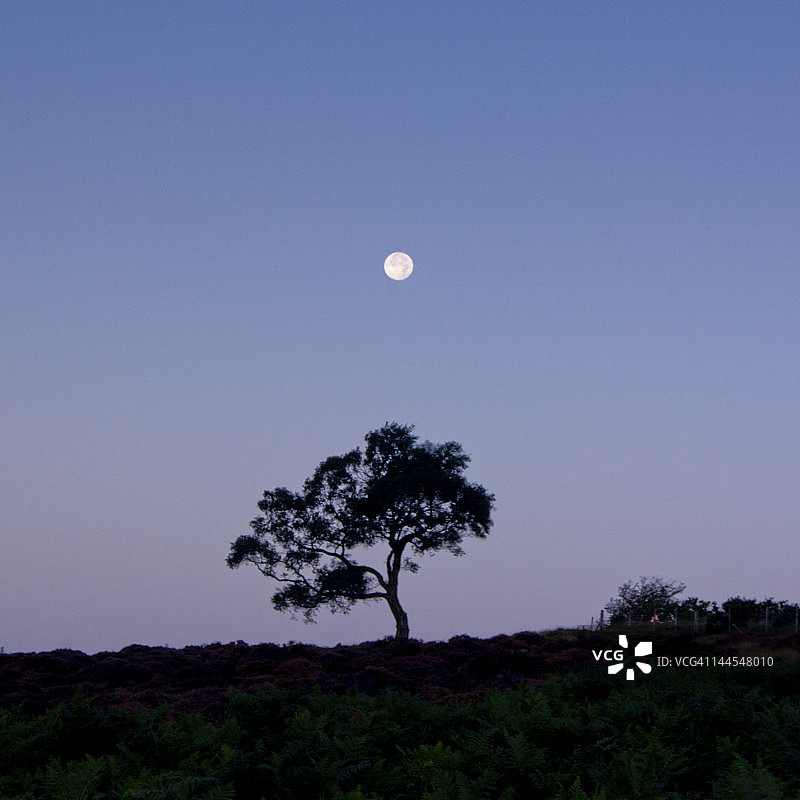 孤树上的月升图片素材