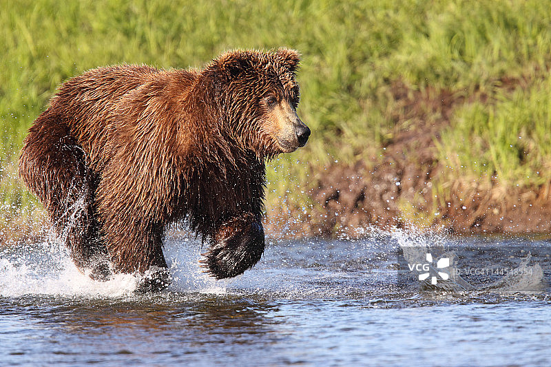 棕熊捕食鲑鱼图片素材