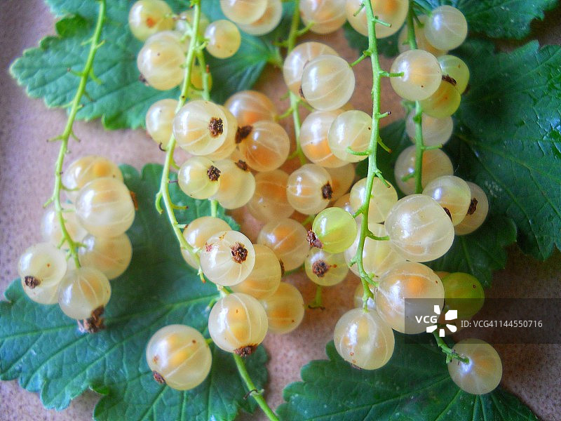 新鲜的白色醋栗图片素材