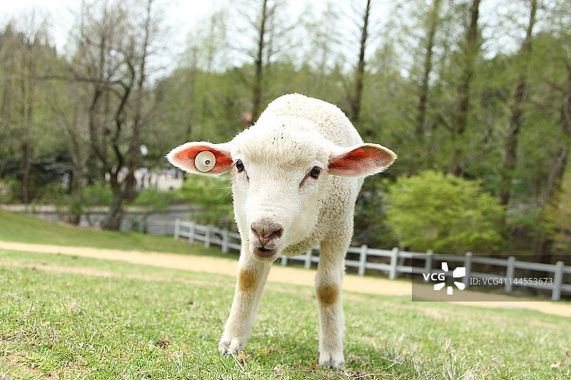 六甲山的绵羊图片素材
