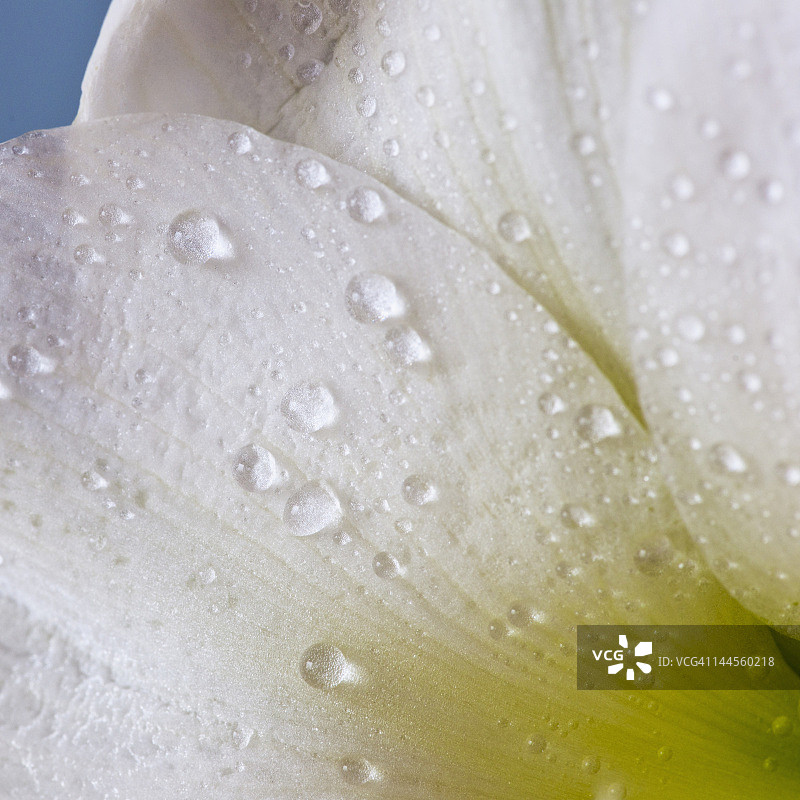 绿色孤挺花特写图片素材