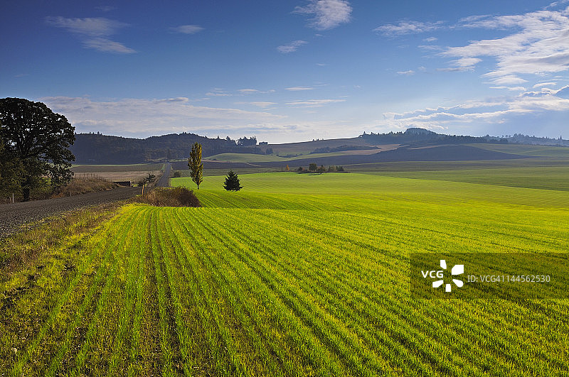 美国俄勒冈州波尔克县绿色田野风光图片素材