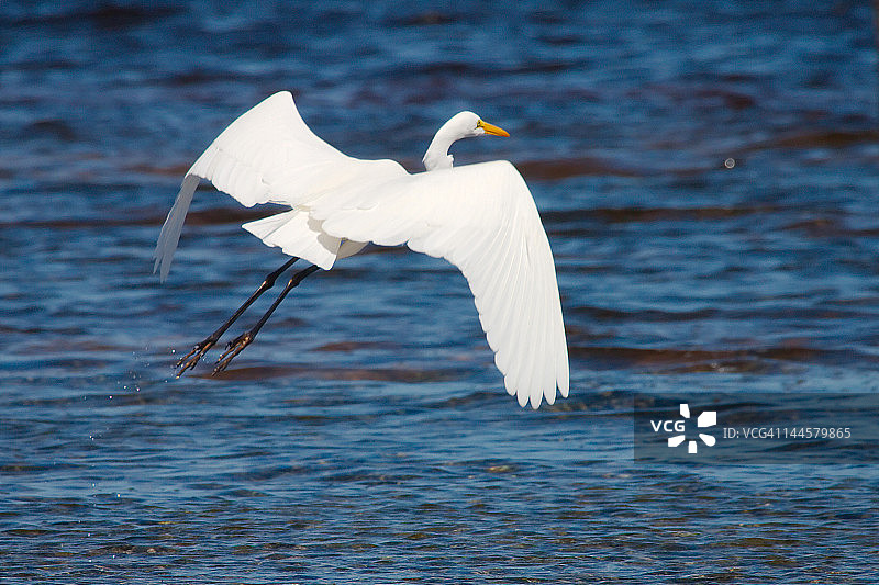 飞行中的大白鹭图片素材