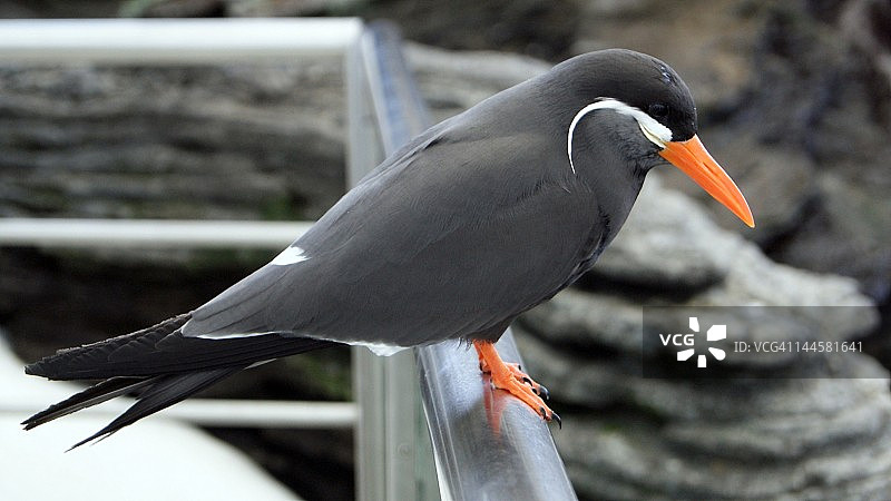 印加燕鸥图片素材
