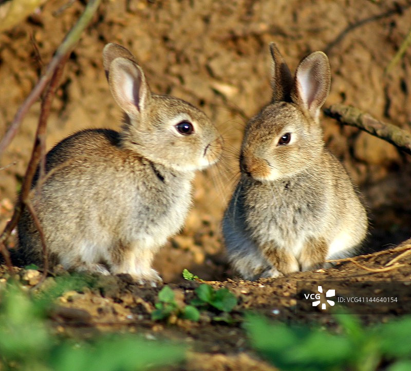 两只幼兔图片素材