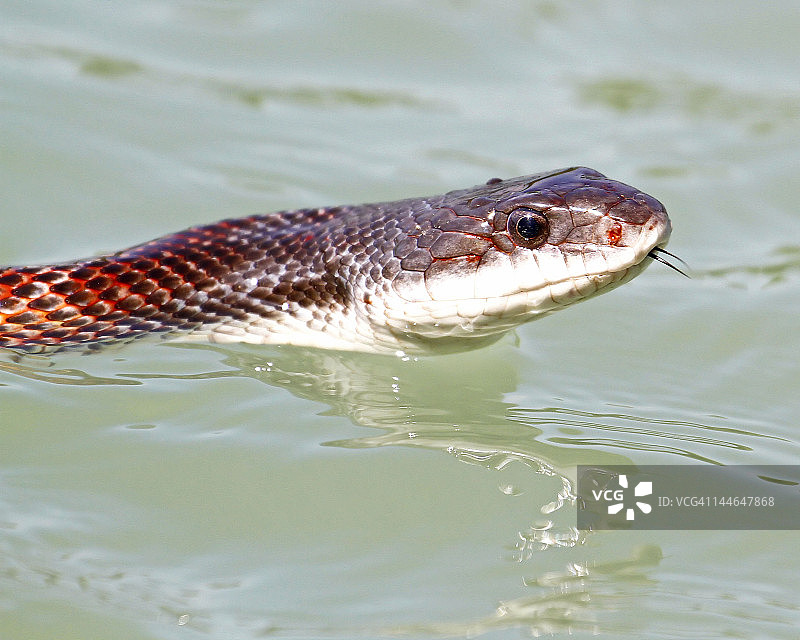 宽带水蛇图片素材
