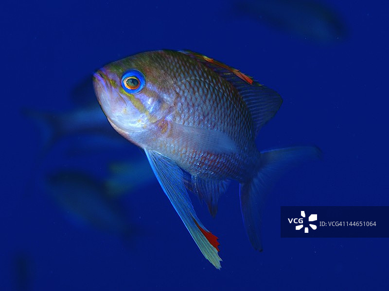 公花鲈图片素材