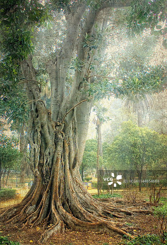 穆里略花园图片素材