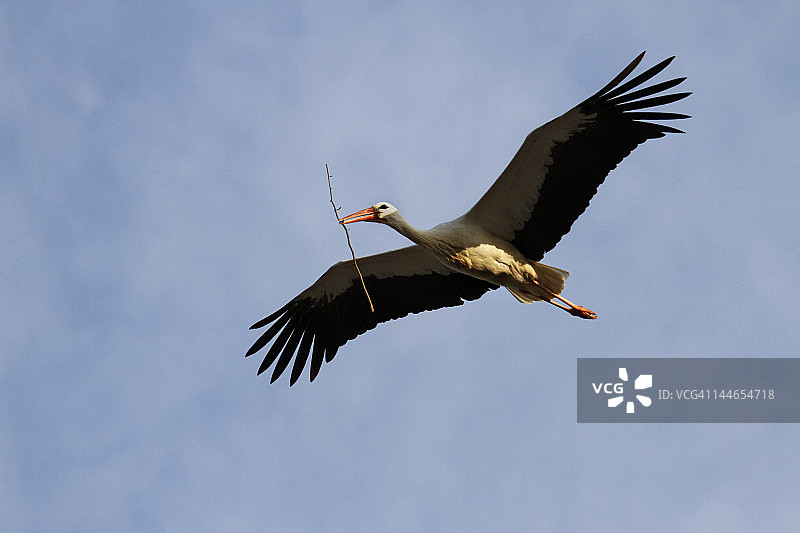 筑巢：飞行中的白鹳图片素材