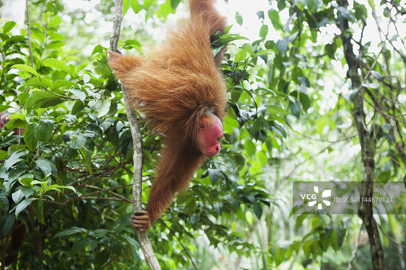 红秃猴挂在热带藤蔓上图片素材