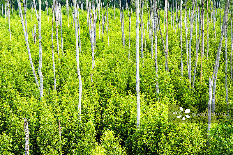 瓜拉雪兰莪自然公园的红树林图片素材