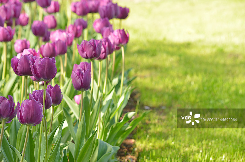 郁金香图片素材