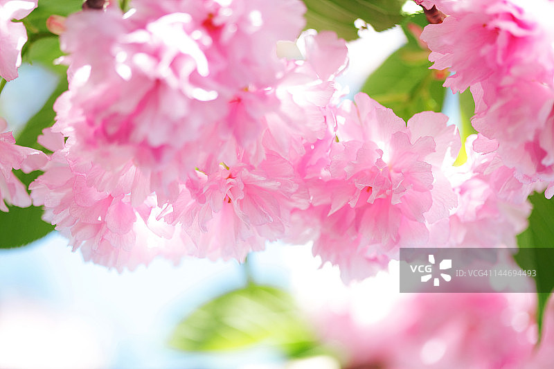 关山樱花图片素材