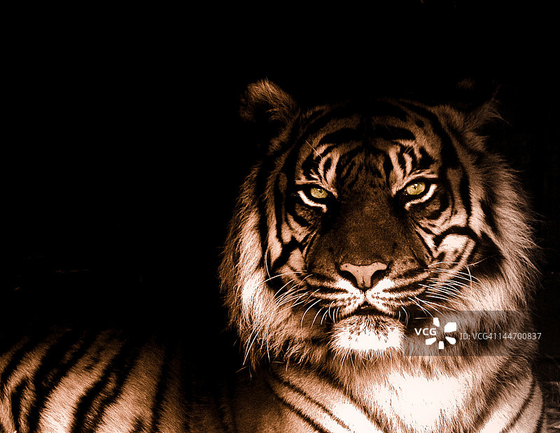 老虎 портрет图片素材