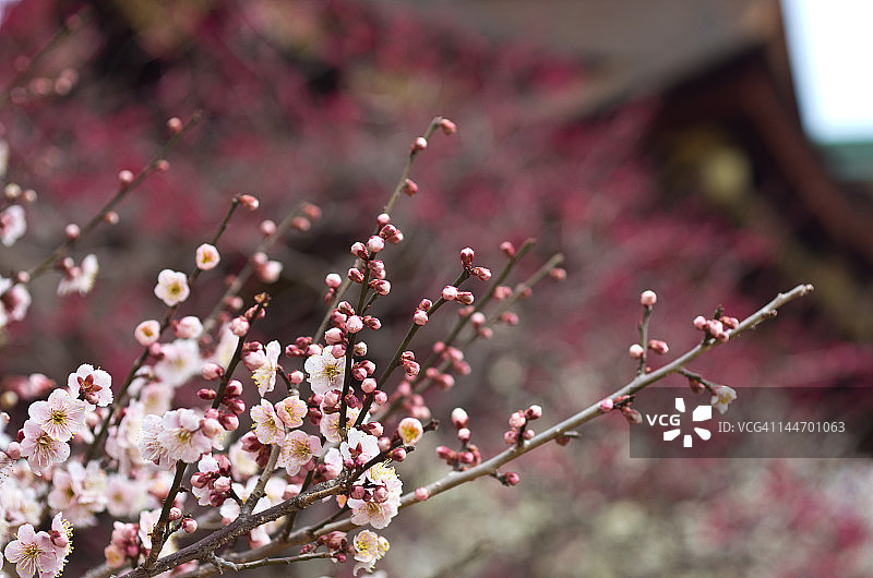 京都北野天满宫的梅花图片素材