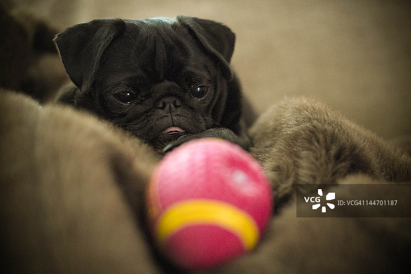 黑色哈巴狗与美式橄榄球图片素材