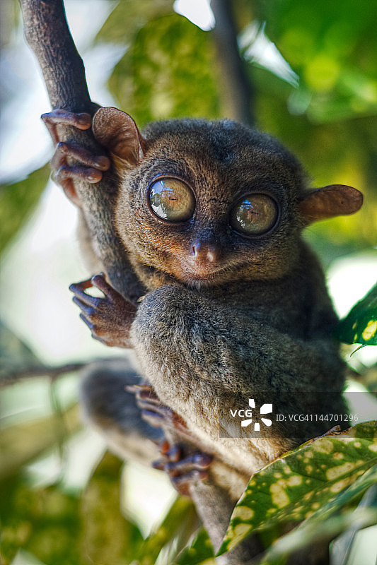 菲律宾眼镜猴图片素材